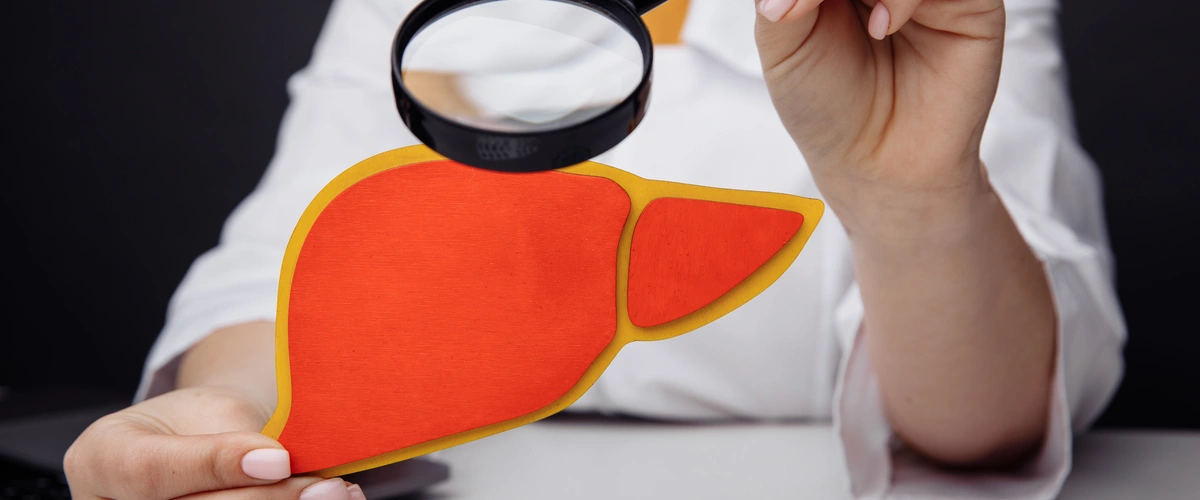 papierowy model wątroby